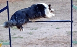PRUEBA AGILITY CLUB ALHAMBRA JULIO 2011