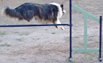 PRUEBA AGILITY CLUB ALHAMBRA JULIO 2011