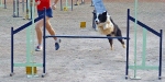 PRUEBA AGILITY CLUB ALHAMBRA JULIO 2011