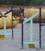 PRUEBA AGILITY CLUB ALHAMBRA JULIO 2011