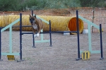 PRUEBA AGILITY CLUB ALHAMBRA JULIO 2011