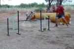 PRUEBA AGILITY CLUB ALHAMBRA JULIO 2011