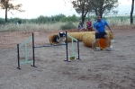 PRUEBA AGILITY CLUB ALHAMBRA JULIO 2011