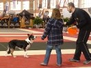 Exhibición DOGFRISBEE  :: DOGFRISBEE Granada_16