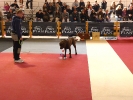 DOGFRISBEE Granada_31