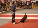 DOGFRISBEE Granada_34