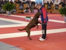 DOGFRISBEE Granada_36