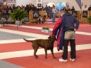 DOGFRISBEE Granada_41