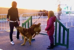 Una jovencita muy prometedora en Agility