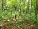 Walker en el Bosque