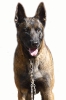 Malinois de Carlos