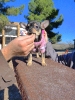 agility :: Rayo con dos meses