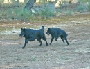 DogFrisbee