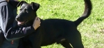 EN ADOPCIÓN :: BLACK