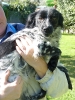 EN ADOPCIÓN :: BONNIE
