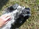 EN ADOPCIÓN :: BONNIE