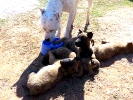 Cachorros de Malinois de Irene Barrios