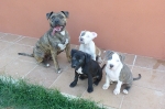 Familia de Amstaff