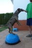 KinderCachorros :: Mia en el bosu