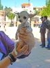CONCURSO CHIRIVEL 2011