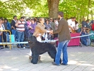 CONCURSO CHIRIVEL 2011