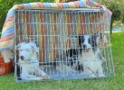 Concurso Nacional Canino de Atarfe Julio 2011