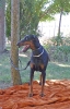 Concurso Nacional Canino de Atarfe Julio 2011