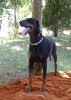 Concurso Nacional Canino de Atarfe Julio 2011