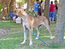 Concurso Nacional Canino de Atarfe Julio 2011