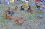 Concurso Nacional Canino de Atarfe Julio 2011