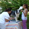 Concurso Nacional Canino de Atarfe Julio 2011