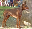 Concurso Nacional Canino de Atarfe Julio 2011