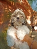 Concurso Nacional Canino de Atarfe Julio 2011