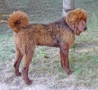 Concurso Nacional Canino de Atarfe Julio 2011
