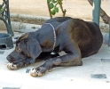 Concurso Nacional Canino de Atarfe Julio 2011