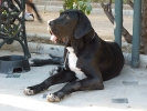 Concurso Nacional Canino de Atarfe Julio 2011