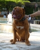 Concurso Nacional Canino de Atarfe Julio 2011