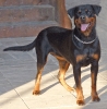 Concurso Nacional Canino de Atarfe Julio 2011