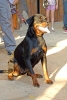 Concurso Nacional Canino de Atarfe Julio 2011