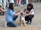Concurso Nacional Canino de Atarfe Julio 2011