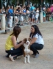 Concurso Nacional Canino de Atarfe Julio 2011
