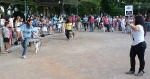 Concurso Nacional Canino de Atarfe Julio 2011