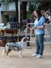 Concurso Nacional Canino de Atarfe Julio 2011