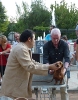 Concurso Nacional Canino de Atarfe Julio 2011