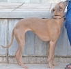 Concurso Nacional Canino de Atarfe Julio 2011