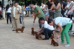 Concurso Nacional Canino de Atarfe Julio 2011