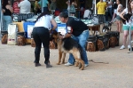 Concurso Nacional Canino de Atarfe Julio 2011