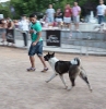 Concurso Nacional Canino de Atarfe Julio 2011
