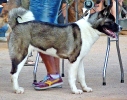 Concurso Nacional Canino de Atarfe Julio 2011