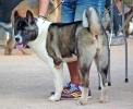 Concurso Nacional Canino de Atarfe Julio 2011
